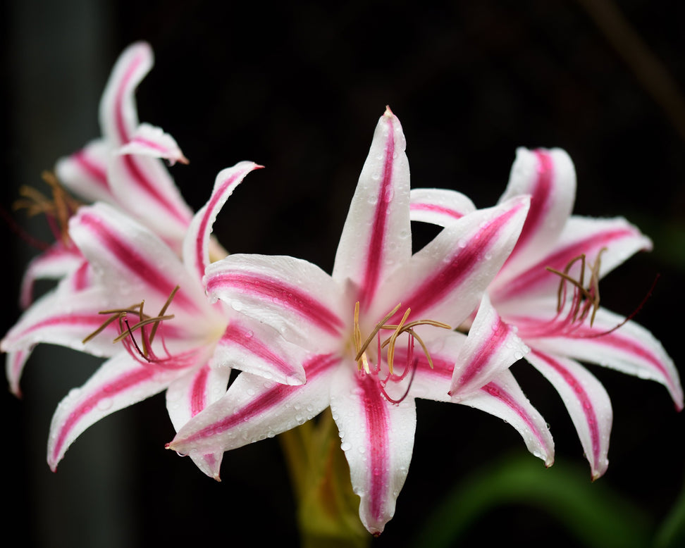 Crinum 'Cintho Alfa'