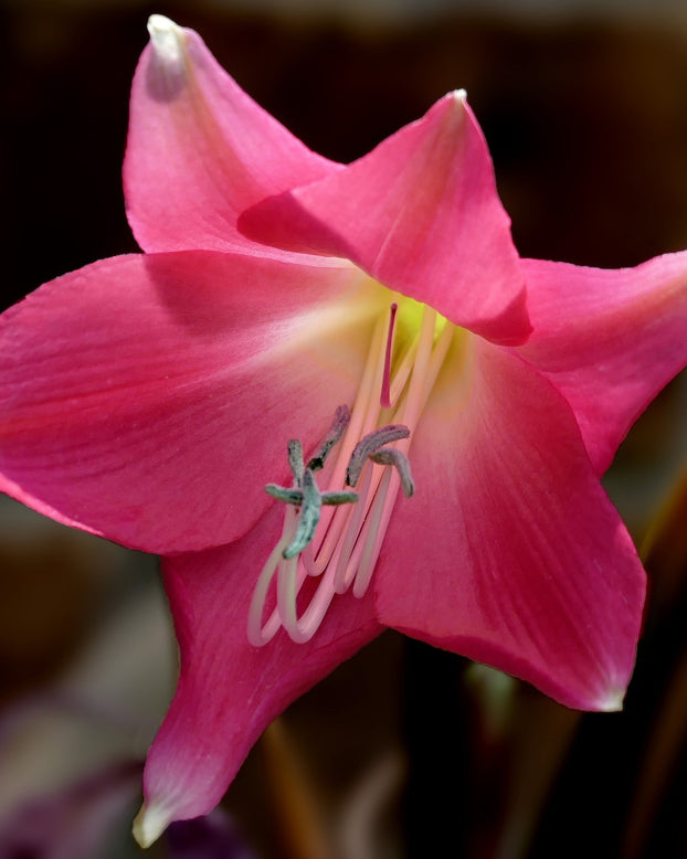 Crinum 'Ellen Bosanquet'