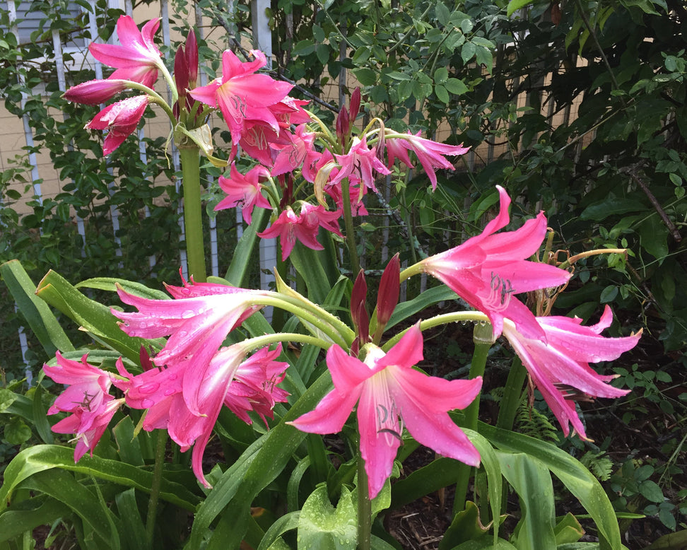 Crinum 'Ellen Bosanquet'