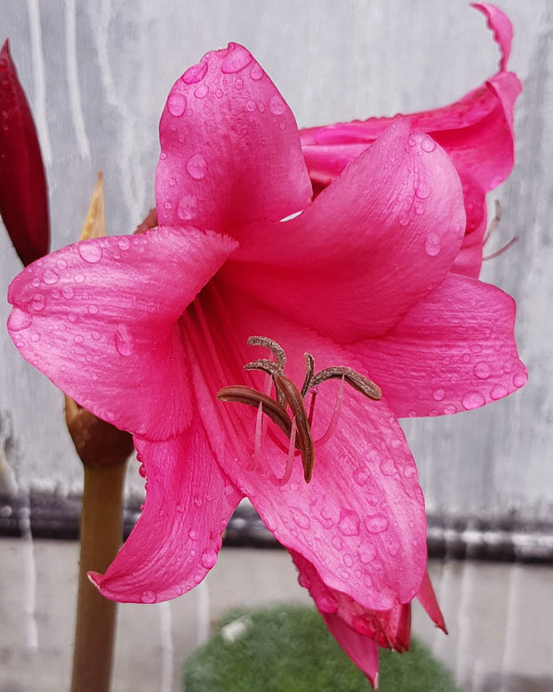 Crinum 'Ellen Bosanquet'