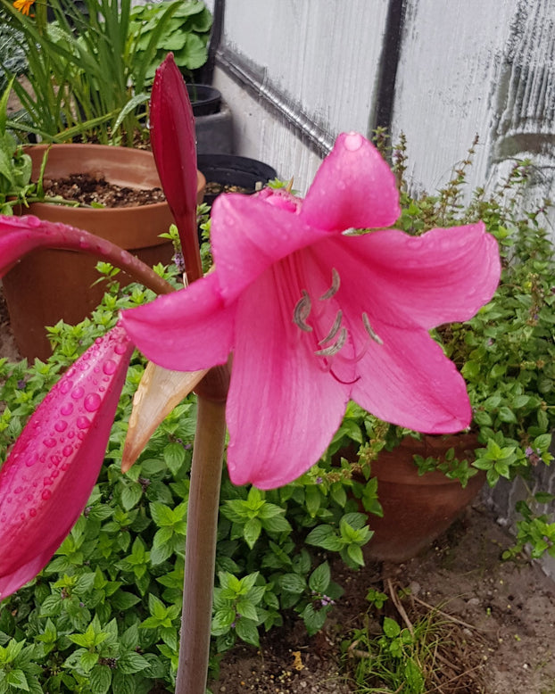 Crinum 'Ellen Bosanquet'