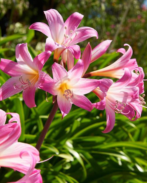 Crinum × powellii