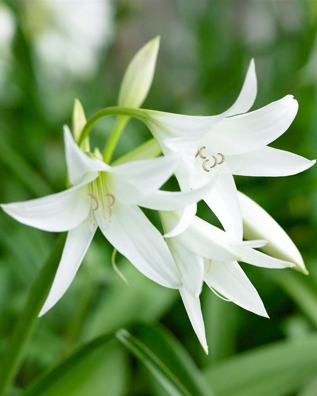 Crinum × powellii 'Album'