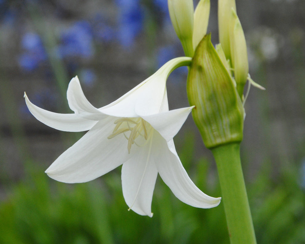 Crinum × powellii 'Album'