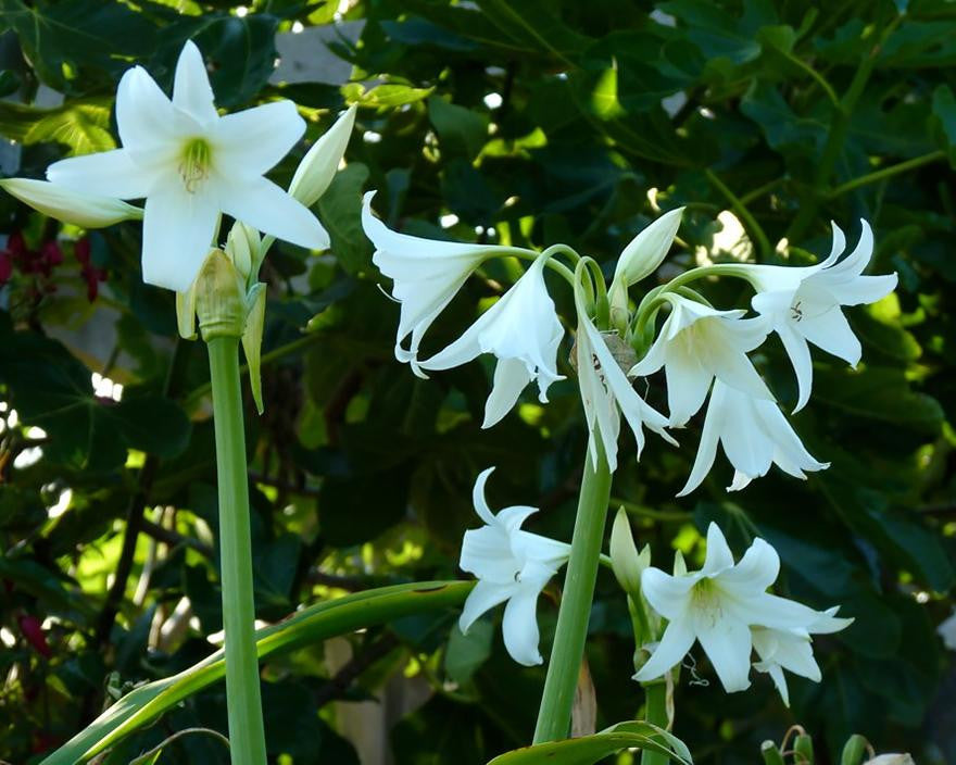 Crinum × powellii 'Album'