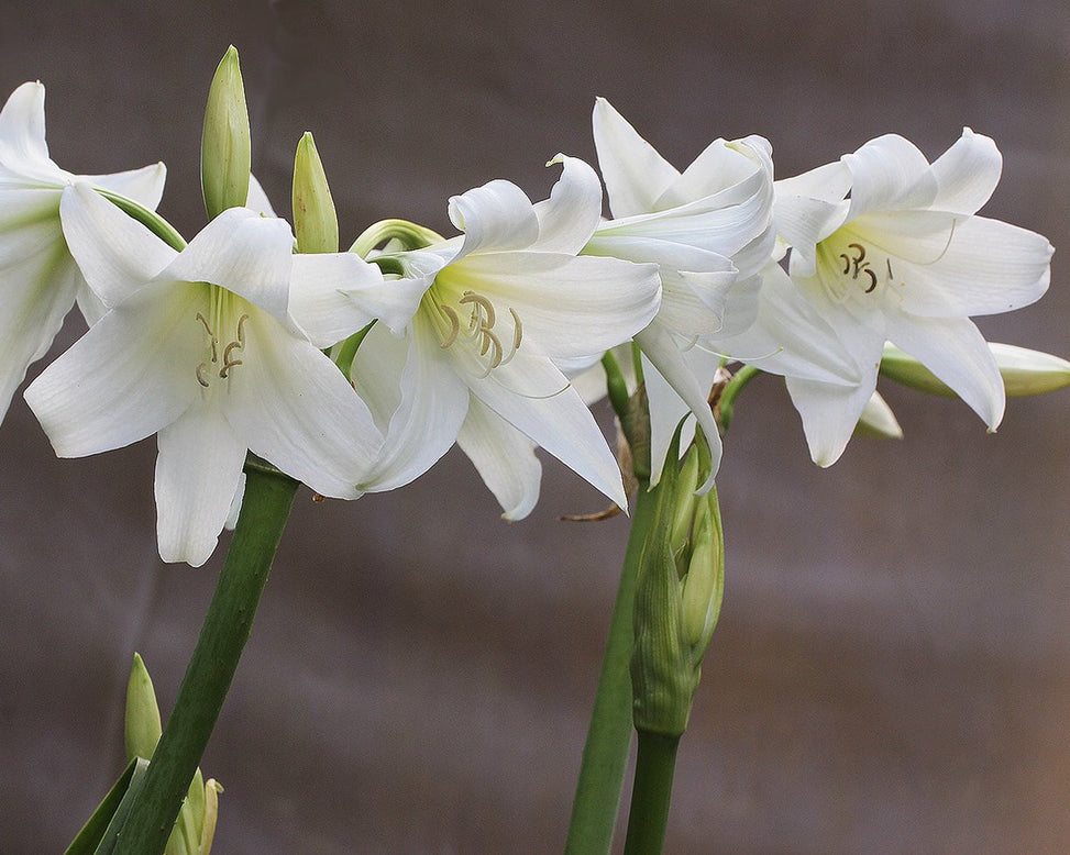 Crinum × powellii 'Album'