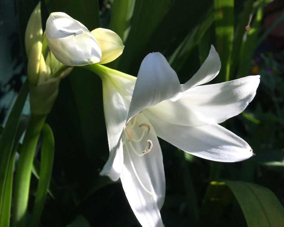 Crinum × powellii 'Album'