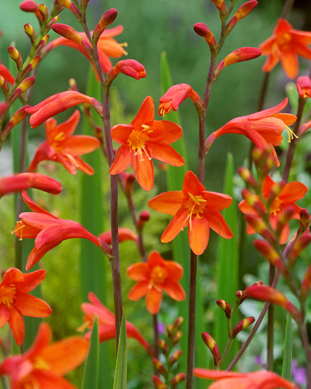 Crocosmia 'Fire King'