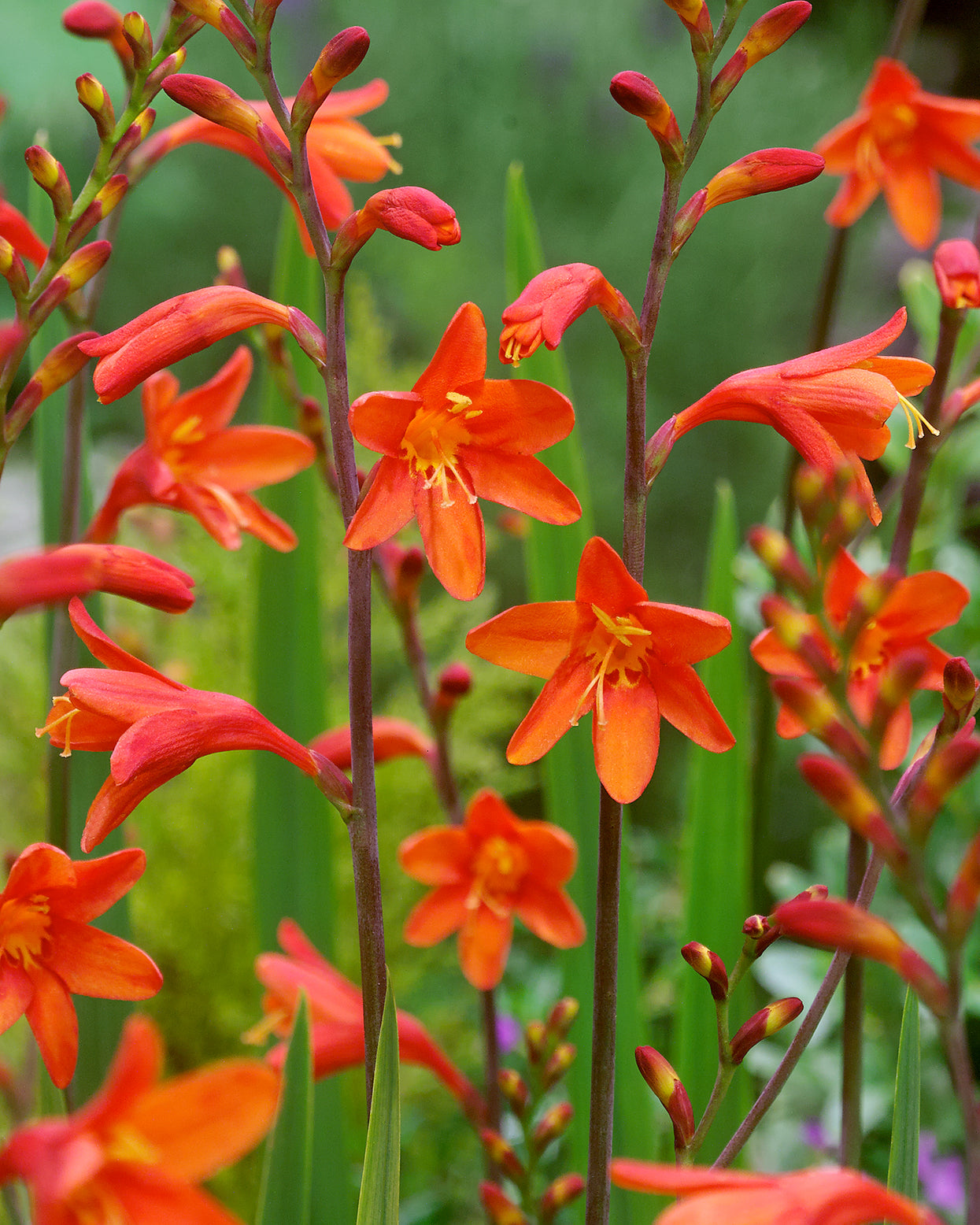 Crocosmia Fire King Corms Montbretia Buy Orange Crocosmias Online crocosmia-fire-king-corms-montbretia-buy-orange-crocosmias-online
