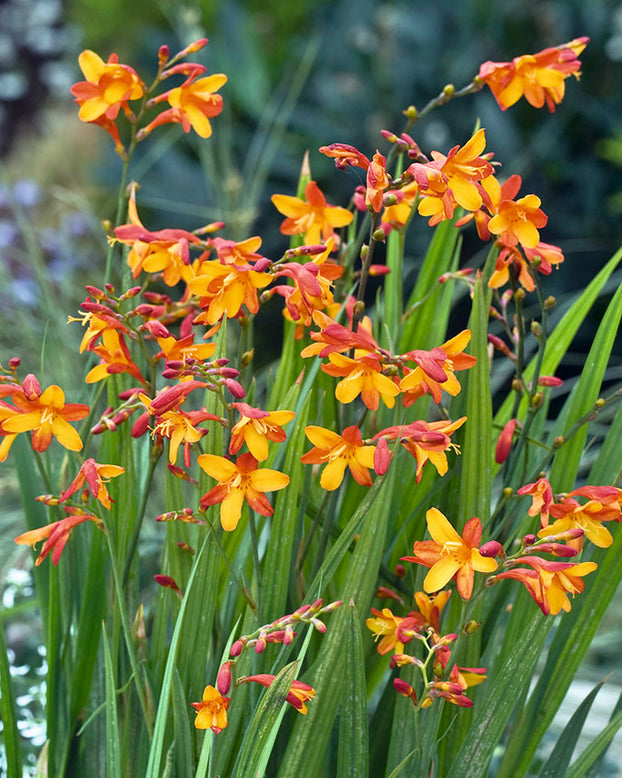 Crocosmia 'Jackanapes'