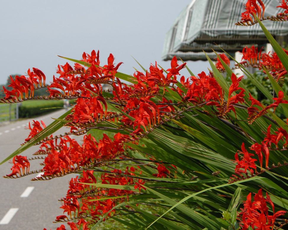 Crocosmia 'Lucifer'
