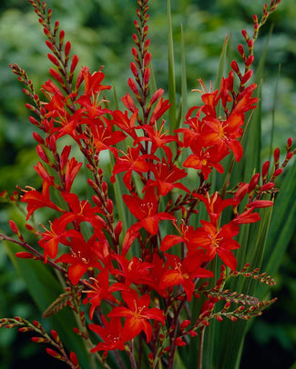 Crocosmia 'Mistral'