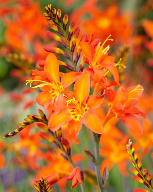 Crocosmia 'Prince of Orange'
