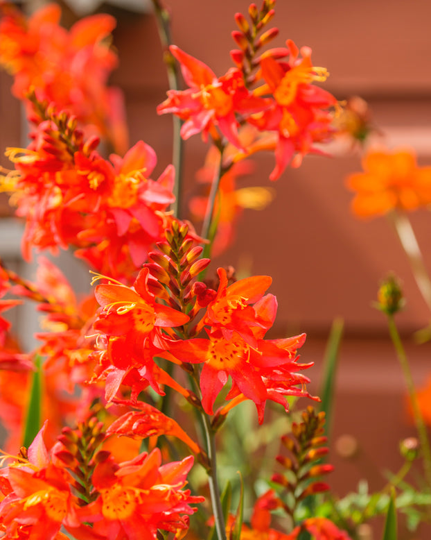 Crocosmia 'Prince of Orange'