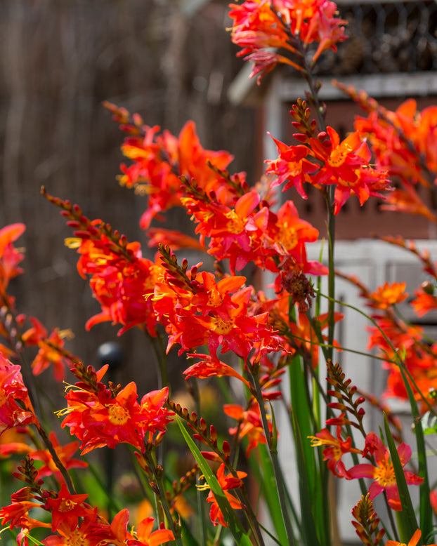 Crocosmia 'Prince of Orange'