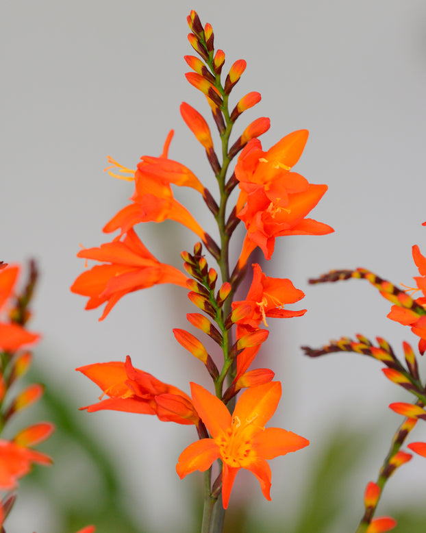 Crocosmia 'Prince of Orange'