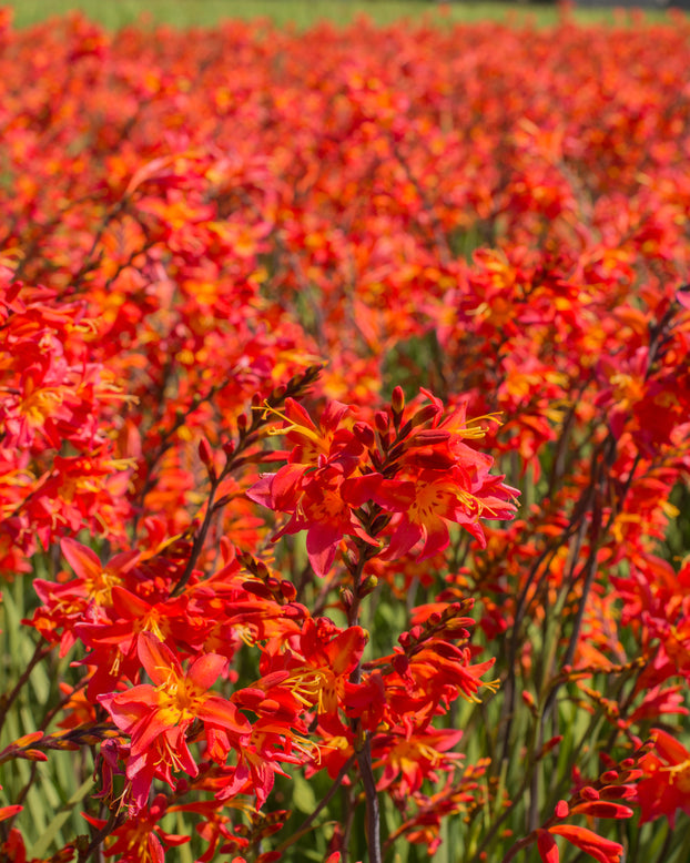 Crocosmia 'Prince of Orange'