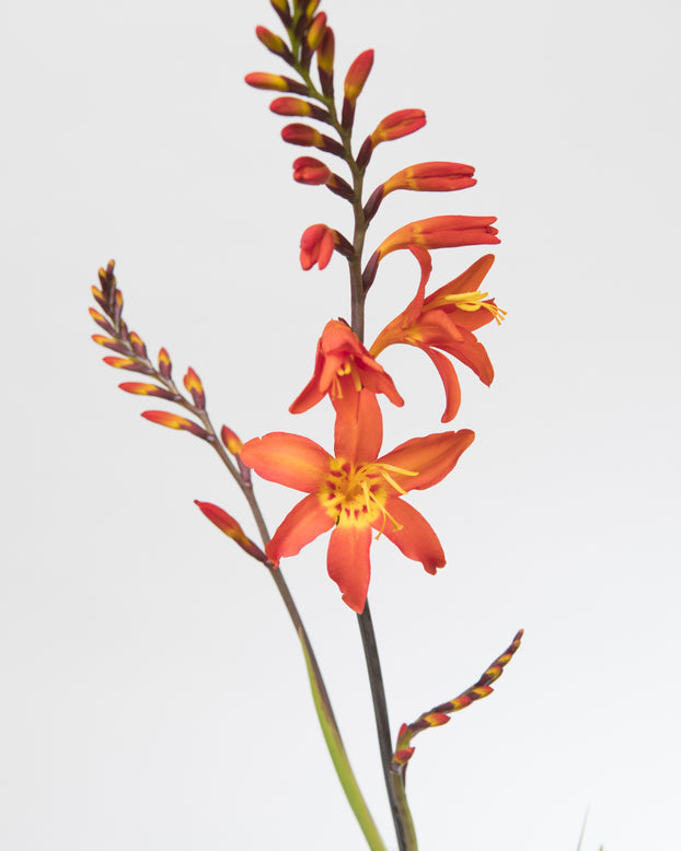 Crocosmia 'Prince of Orange'