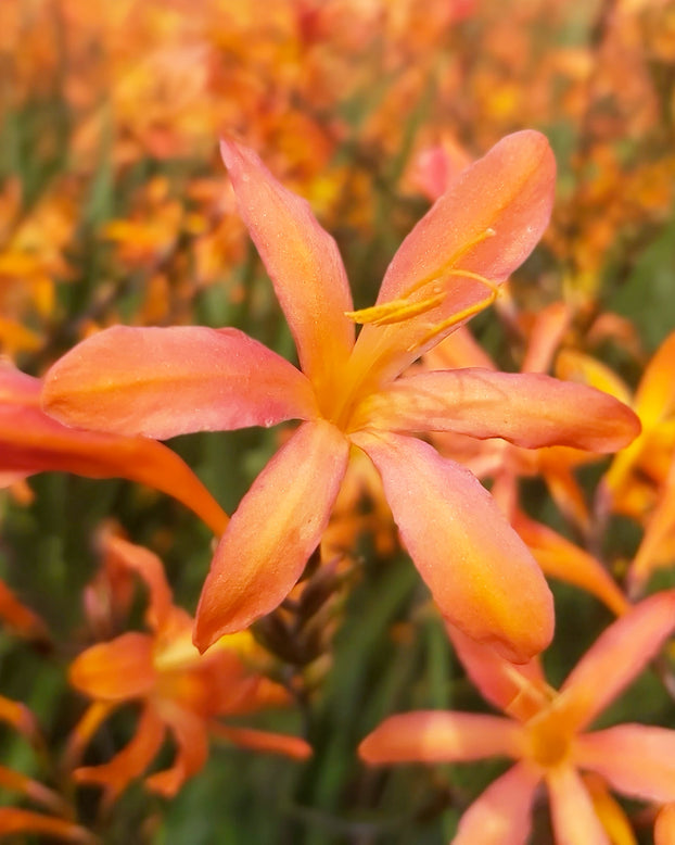 Crocosmia 'Sunset'