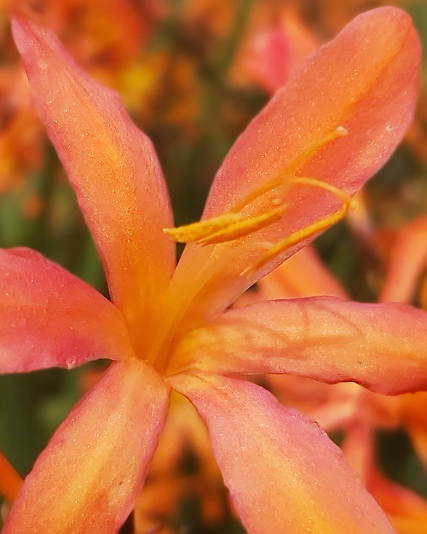 Crocosmia 'Sunset'