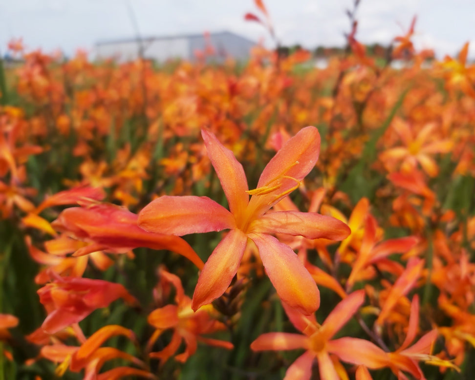 Crocosmia 'Sunset'