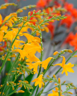 Crocosmia 'Suzanna'