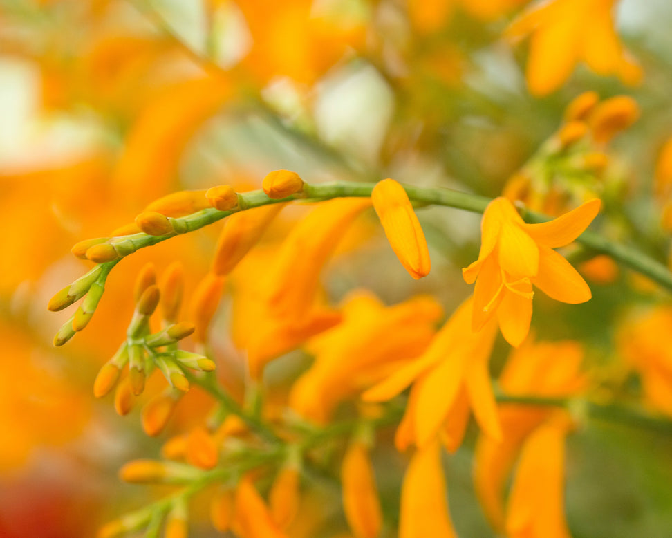 Crocosmia 'Suzanna'