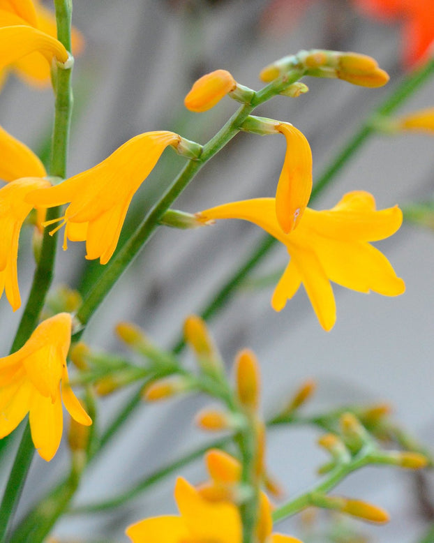 Crocosmia 'Suzanna'