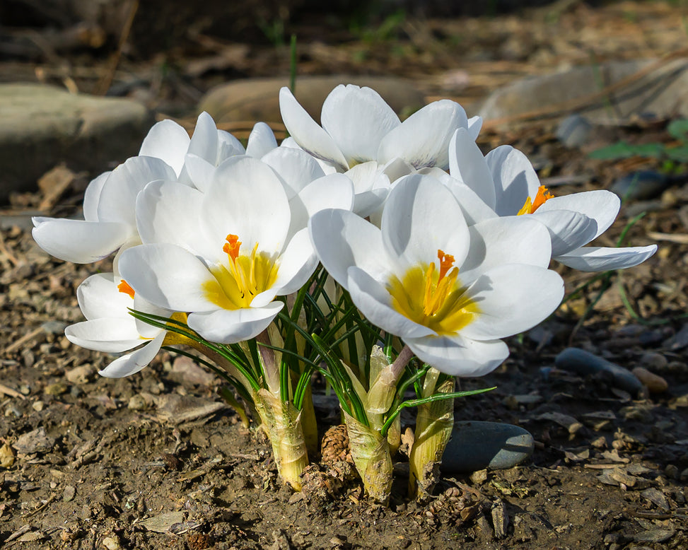 Crocus 'Ard Schenk'