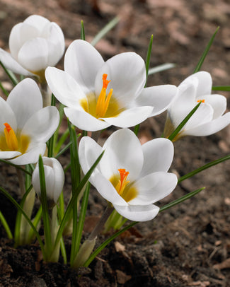 Crocus 'Ard Schenk'