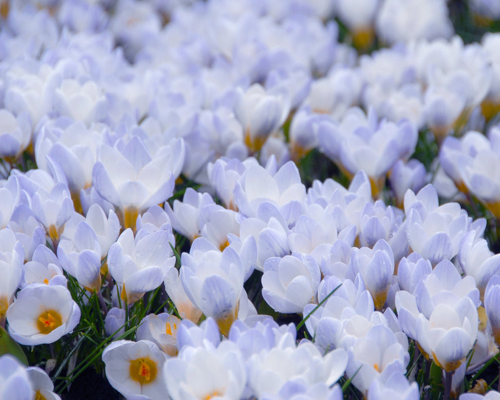 Flower BulbsBlue Pearl Bulbs UK - 3