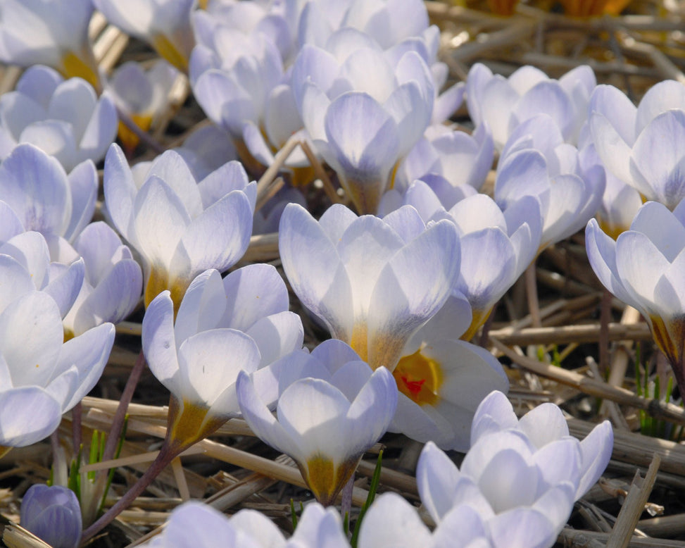 Flower BulbsBlue Pearl Bulbs UK - 4