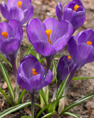 Crocus 'Flower Record'