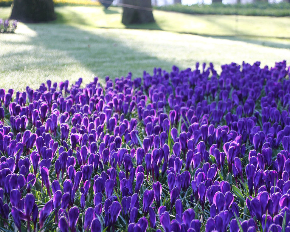 Crocus 'Flower Record'