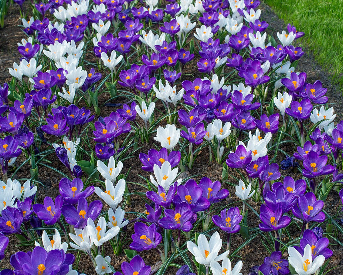 Flower BulbsFlower Record Bulbs UK - 2