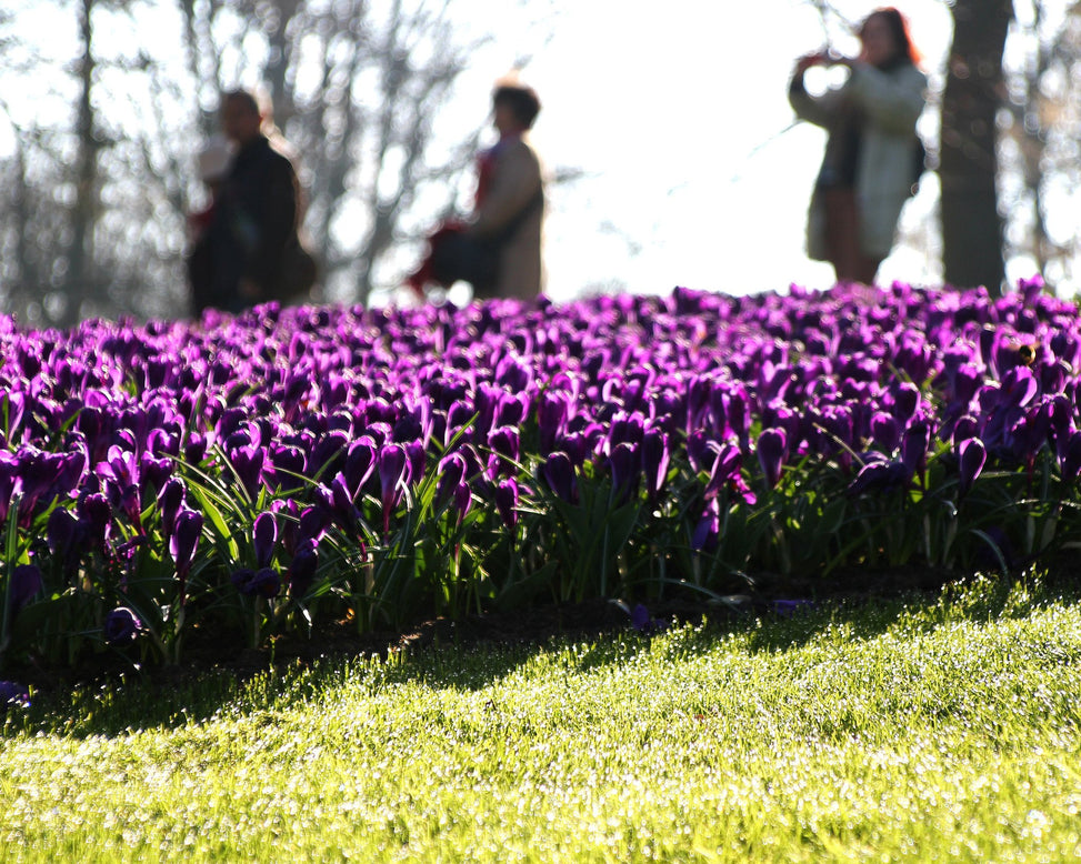 Crocus 'Flower Record'