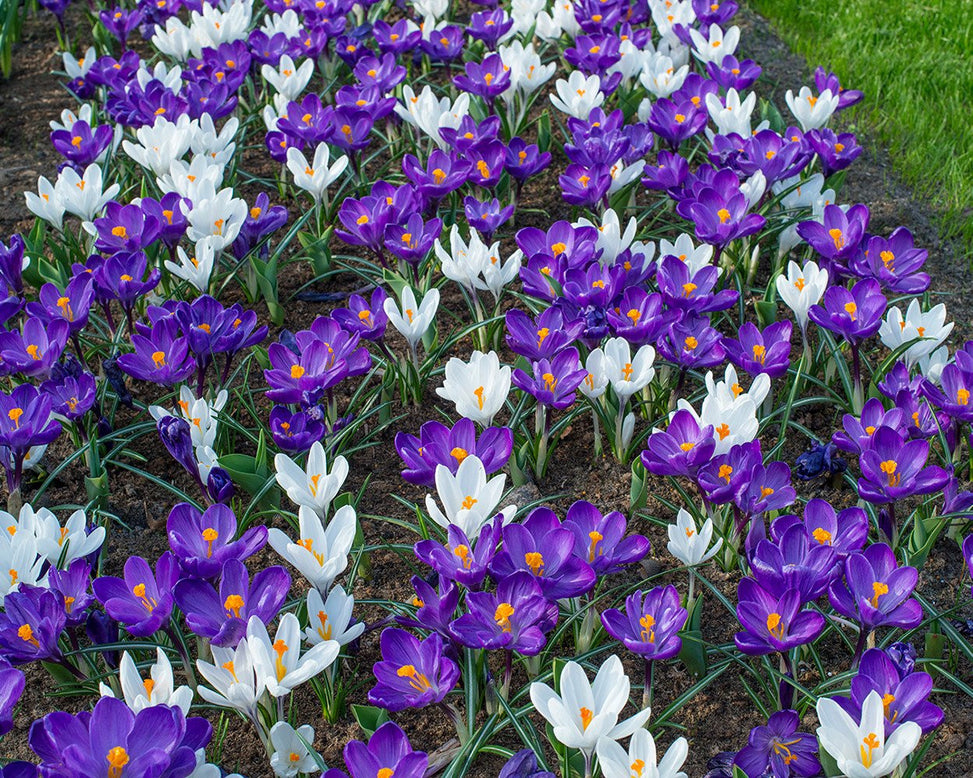 Flower BulbsFlower Record Bulbs UK - 2