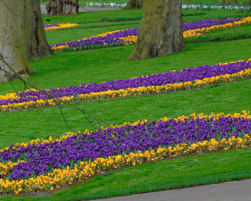 Flower BulbsFlower Record Bulbs UK - 4