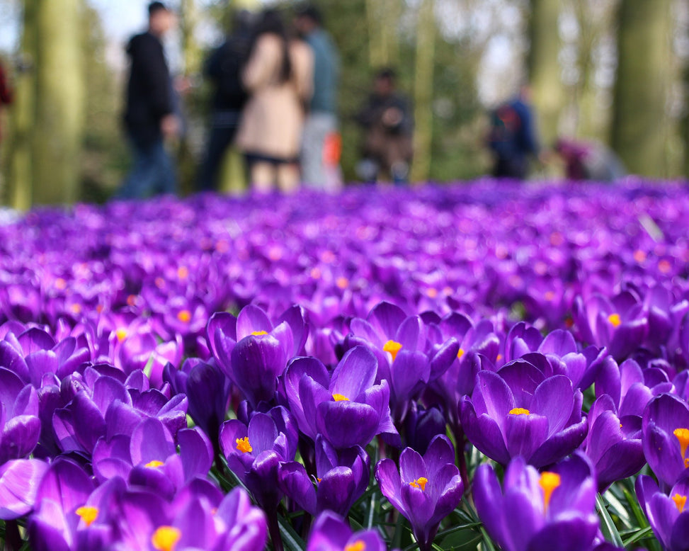 Crocus 'Flower Record'