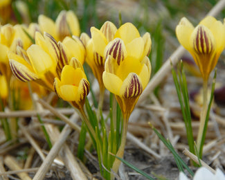 Crocus 'Gipsy Girl'