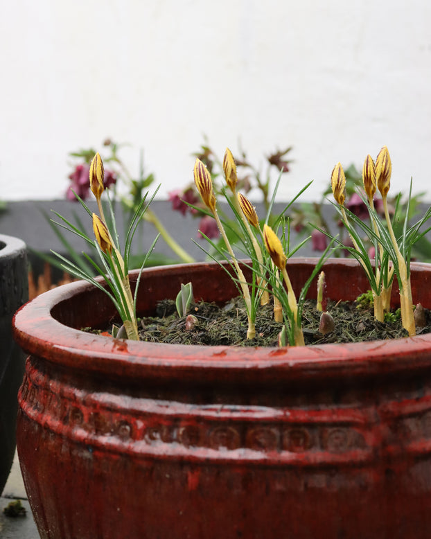 Crocus 'Gipsy Girl'