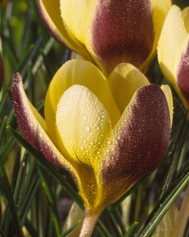 Crocus 'Herald'