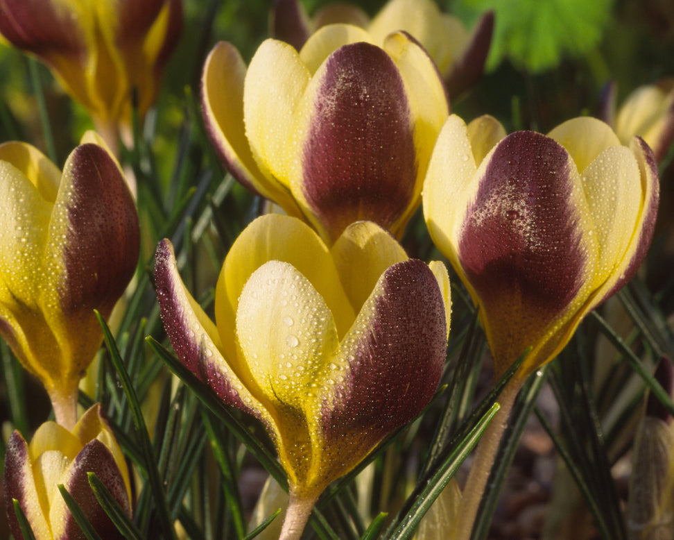Crocus 'Herald'