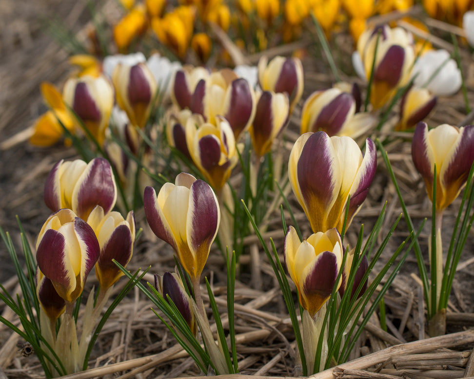 Crocus 'Herald'