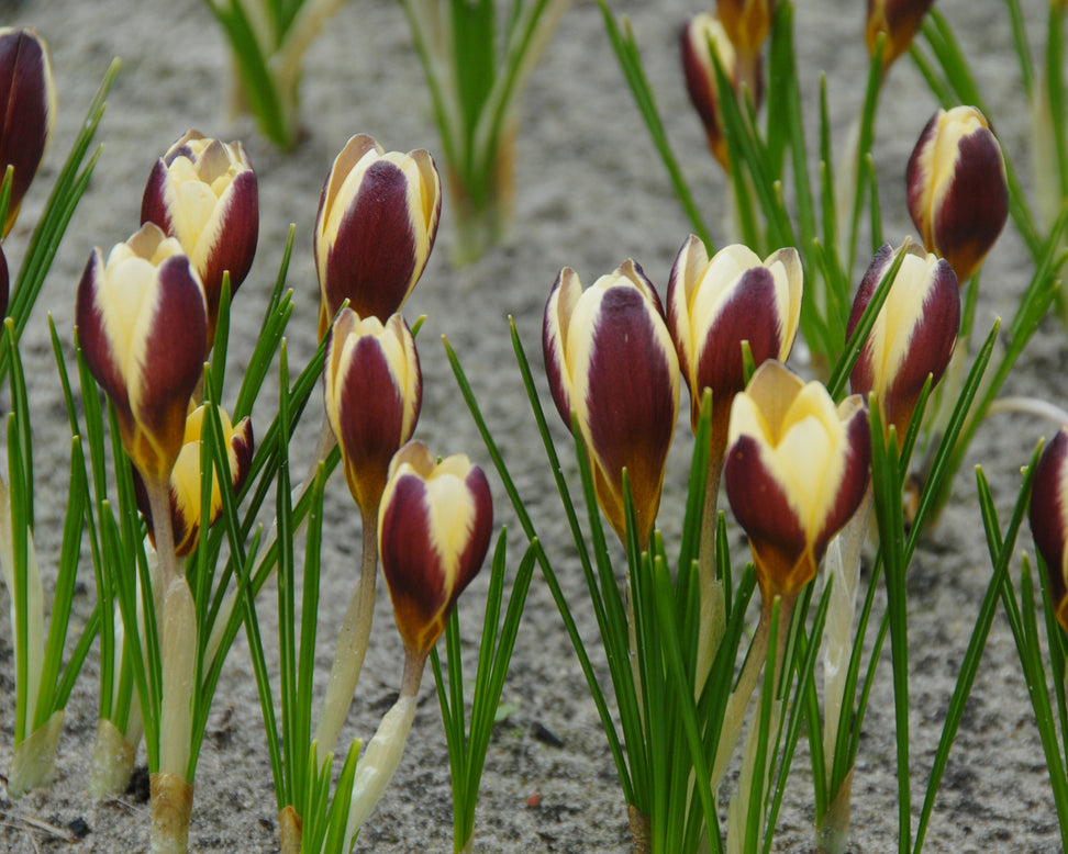 Crocus 'Herald'
