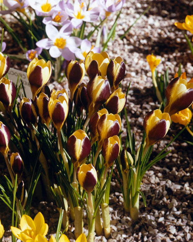 Crocus 'Herald'