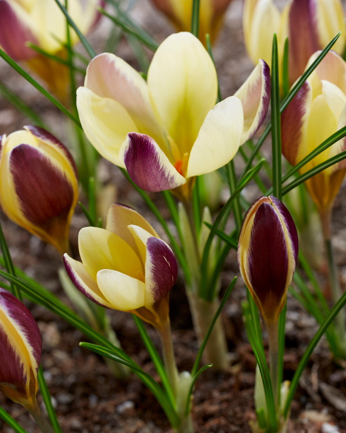 Crocus Bukbs Crocus 'Herald' bulbs | Buy online at Farmer Gracy UK