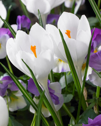 Crocus 'Jeanne d'Arc'