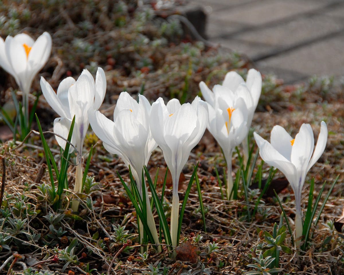 Flower BulbsJeanne d'Arc Bulbs UK - 2