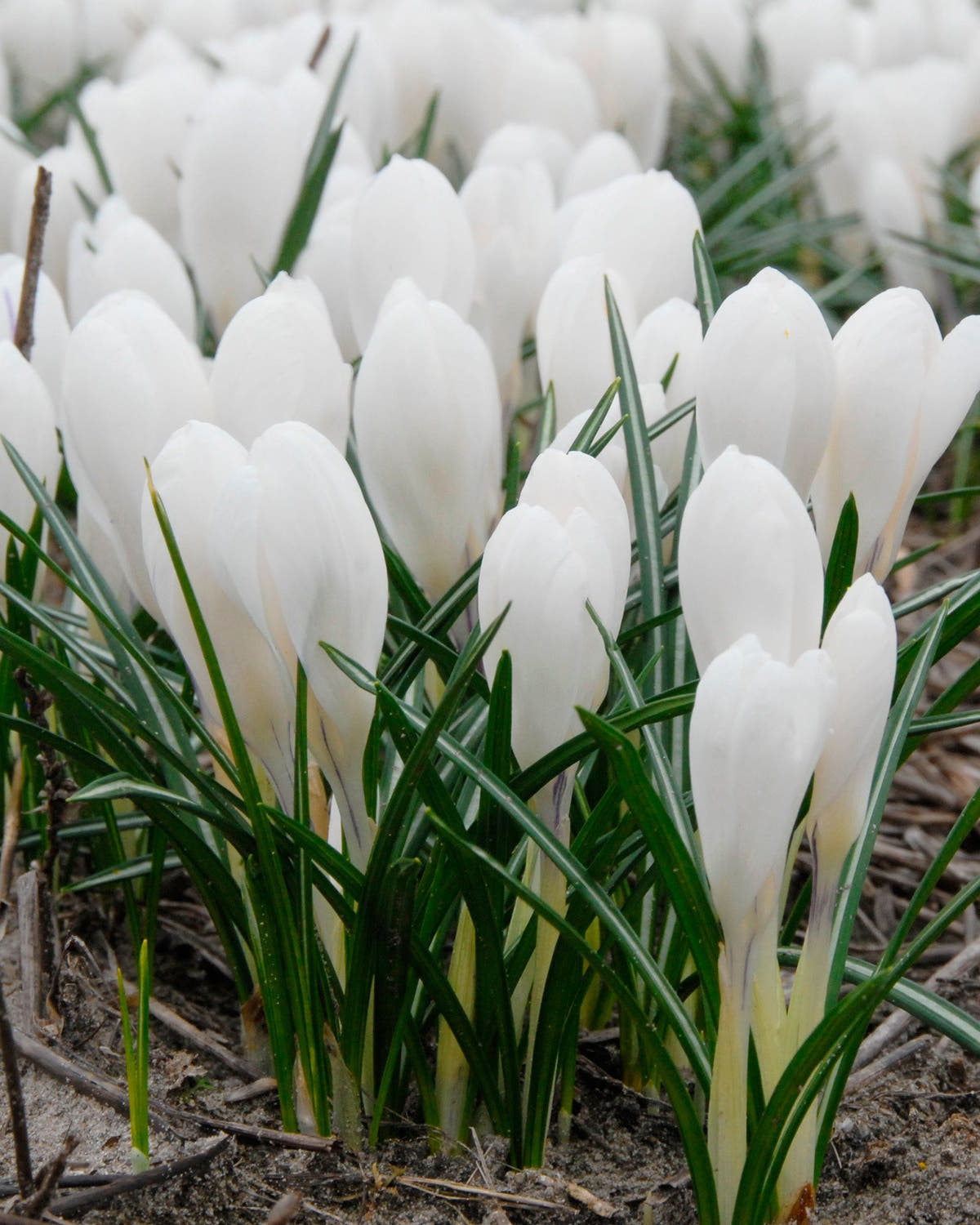Flower BulbsJeanne d'Arc Bulbs UK - 1